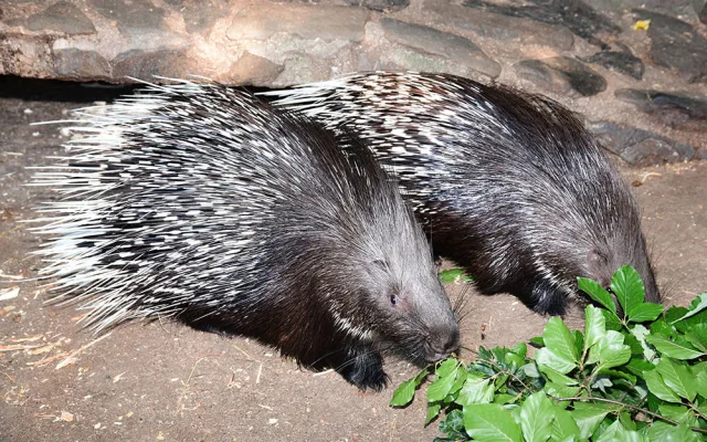 Pozor na ostny. Dikobrazí rodinka v ZOO Olomouc hlásí přírůstky