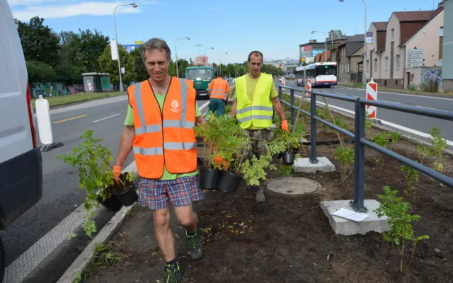 Růžová Velkomoravská. Olomouc investuje miliony do zkrášlení rušného průtahu