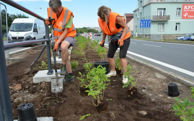 Růžová Velkomoravská. Olomouc investuje miliony do zkrášlení rušného průtahu