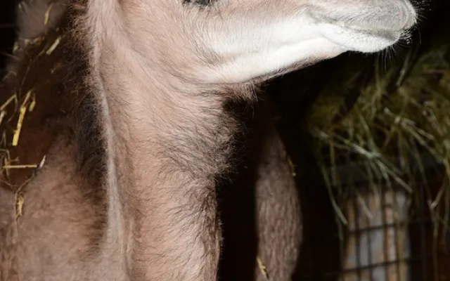 Zoo Olomouc má novou velbloudici. Její druh už nežije v divočině