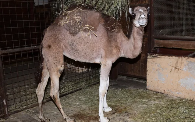 Zoo Olomouc má novou velbloudici. Její druh už nežije v divočině