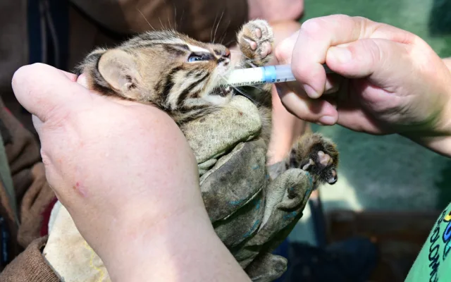 Dvě krátkouchá koťata jsou nyní k vidění v olomoucké zoo. Kvůli kožešině jde o kriticky ohroženou kočku