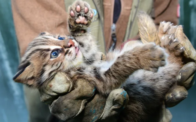 Dvě krátkouchá koťata jsou nyní k vidění v olomoucké zoo. Kvůli kožešině jde o kriticky ohroženou kočku