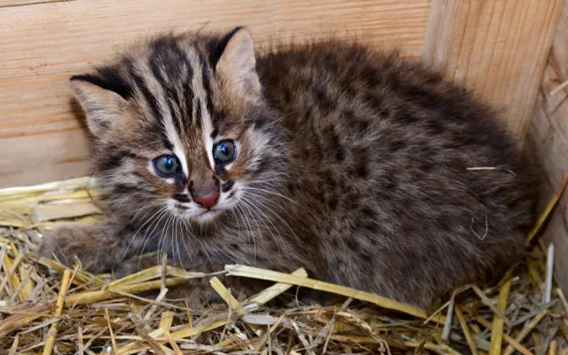 Dvě krátkouchá koťata jsou nyní k vidění v olomoucké zoo. Kvůli kožešině jde o kriticky ohroženou kočku