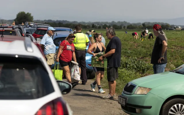 FOTO: Tři hodiny ve frontě a dopravní kolaps. Moc mě to mrzí, říká k extrémnímu samosběr pěstitel z Hané