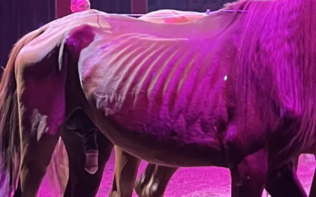 Veterinární inspekce zkontrolovala cirkus na Hané kvůli vyzáblému hřebci. Pochybení nezjistila