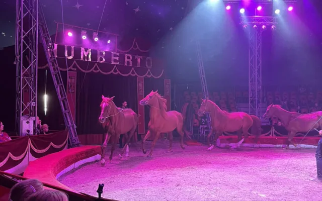 Veterinární inspekce zkontrolovala cirkus na Hané kvůli vyzáblému hřebci. Pochybení nezjistila