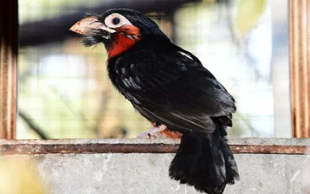 První mládě vousáka po osmi letech. Olomoucká zoo slaví úspěch s chovem afrického ptáka