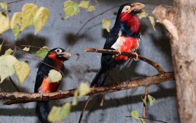 První mládě vousáka po osmi letech. Olomoucká zoo slaví úspěch s chovem afrického ptáka