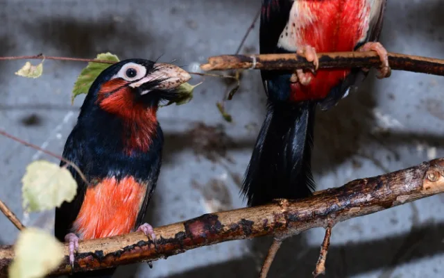 První mládě vousáka po osmi letech. Olomoucká zoo slaví úspěch s chovem afrického ptáka