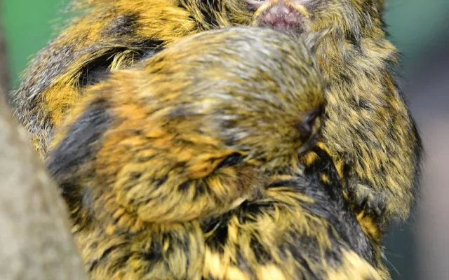 V olomoucké zoo už jsou k vidění dvojčata nejmenších opic na světě. Vozí se na zádech otce a sourozenců