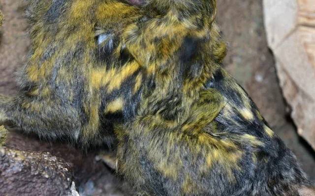 V olomoucké zoo už jsou k vidění dvojčata nejmenších opic na světě. Vozí se na zádech otce a sourozenců