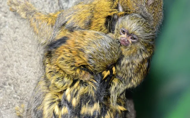 V olomoucké zoo už jsou k vidění dvojčata nejmenších opic na světě. Vozí se na zádech otce a sourozenců