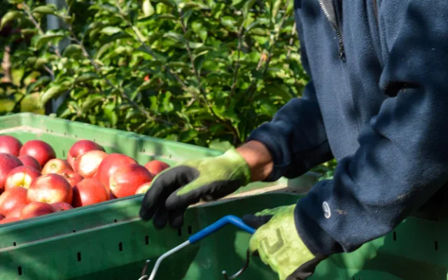 Kofola kupuje Pragerovy sady na Šumpersku. Bude zde pěstovat ciderovou odrůdu jablek