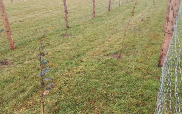 Tisíce stromů na zemědělské půdě na Libavé. Vojenské lesy spustily agrolesnické projekty