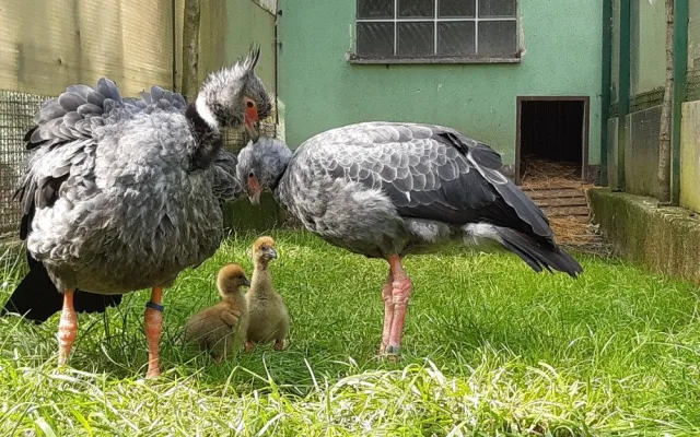 VIDEO: Zoo Olomouc má nového křiklouna. Po letech se podařil náročný odchov čáji obojkové