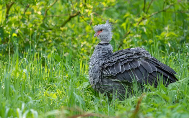 VIDEO: Zoo Olomouc má nového křiklouna. Po letech se podařil náročný odchov čáji obojkové
