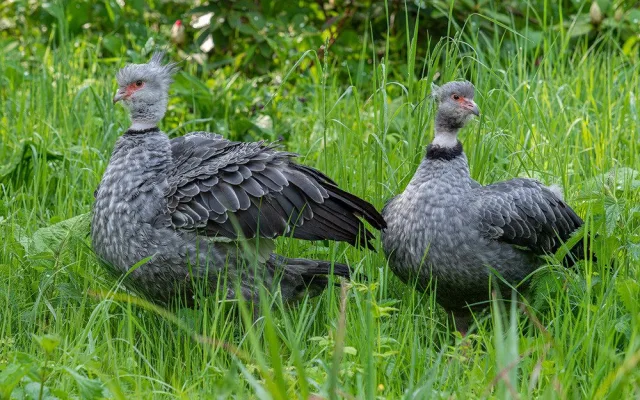 VIDEO: Zoo Olomouc má nového křiklouna. Po letech se podařil náročný odchov čáji obojkové