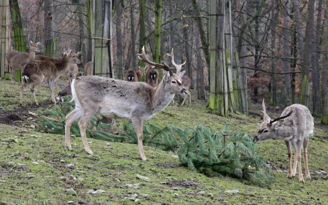 Kam s ním? Vánoční stromeček z obýváku do zoo nepatří, upozorňuje vedení olomoucké zahrady