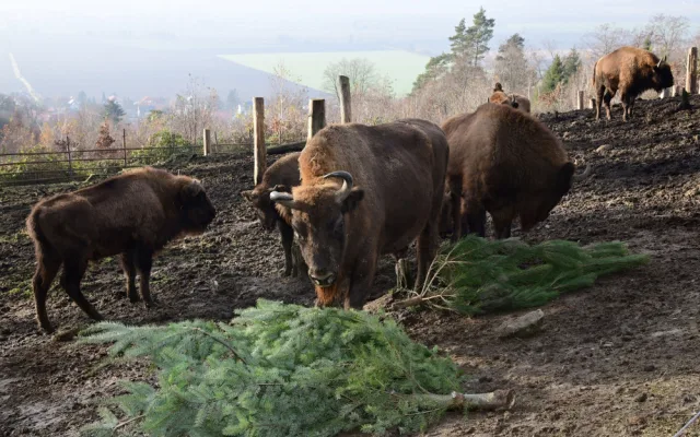 Kam s ním? Vánoční stromeček z obýváku do zoo nepatří, upozorňuje vedení olomoucké zahrady