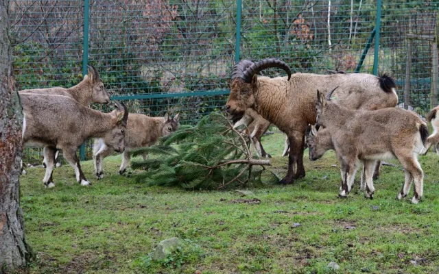 Kam s ním? Vánoční stromeček z obýváku do zoo nepatří, upozorňuje vedení olomoucké zahrady