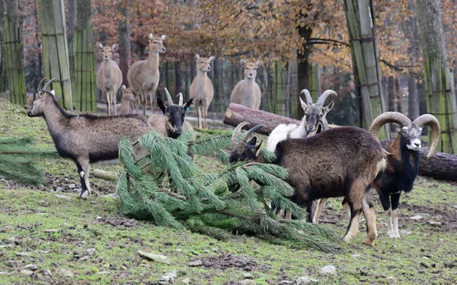 Kam s ním? Vánoční stromeček z obýváku do zoo nepatří, upozorňuje vedení olomoucké zahrady