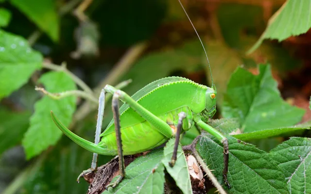 Kobylka Siliquofera grandis