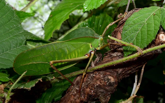Kobylka Siliquofera grandis
