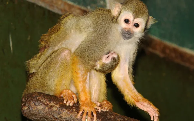 Čtyřem malým kotulům se v olomoucké zoo zatím daří dobře. Jeden z nich je Císař