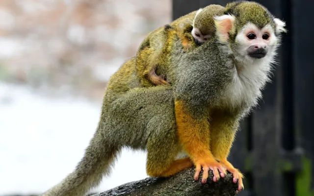 Čtyřem malým kotulům se v olomoucké zoo zatím daří dobře. Jeden z nich je Císař