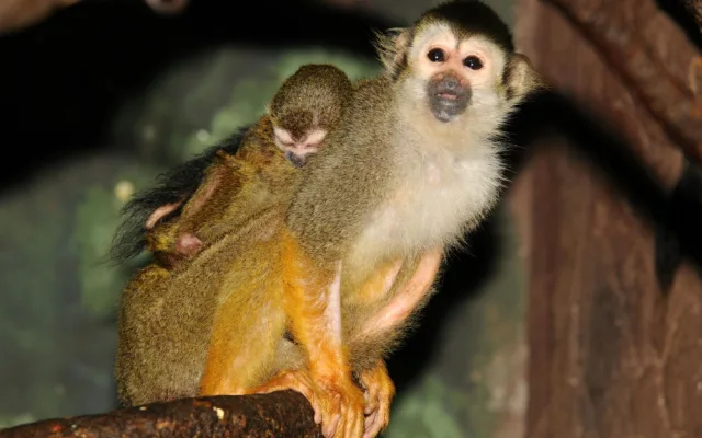Čtyřem malým kotulům se v olomoucké zoo zatím daří dobře. Jeden z nich je Císař
