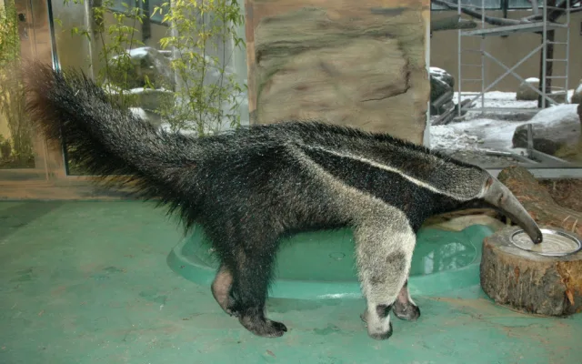 Olomoucká zoo se loučí s mravenečníkem Sylvinem. Zasloužil se o vůbec první odchované mládě v ČR