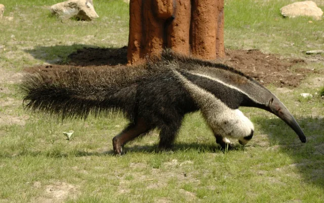 Olomoucká zoo se loučí s mravenečníkem Sylvinem. Zasloužil se o vůbec první odchované mládě v ČR