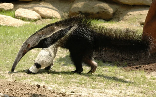 Olomoucká zoo se loučí s mravenečníkem Sylvinem. Zasloužil se o vůbec první odchované mládě v ČR