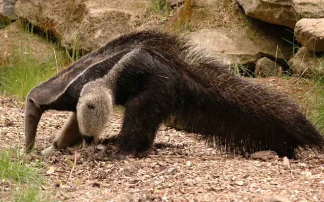 Olomoucká zoo se loučí s mravenečníkem Sylvinem. Zasloužil se o vůbec první odchované mládě v ČR