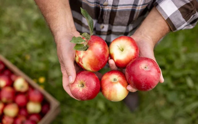 Kofola zachránila Pragerovy sady v Libině, kterým hrozilo vykácení. Z jablek bude vyrábět cidery