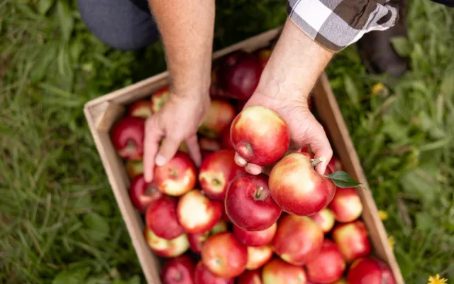 Kofola zachránila Pragerovy sady v Libině, kterým hrozilo vykácení. Z jablek bude vyrábět cidery
