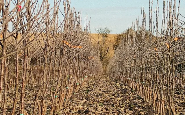 Kofola zachránila Pragerovy sady v Libině, kterým hrozilo vykácení. Z jablek bude vyrábět cidery