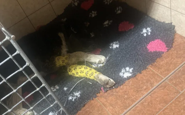 Pejsek Benny ze Šumperska, kterého někdo střelil do hlavy a zahrabal, se zotavuje. Unie našla jeho hrob