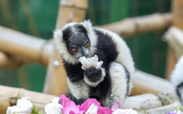 Roční náklady na krmiva v Zoo Olomouc stouply o milion korun
