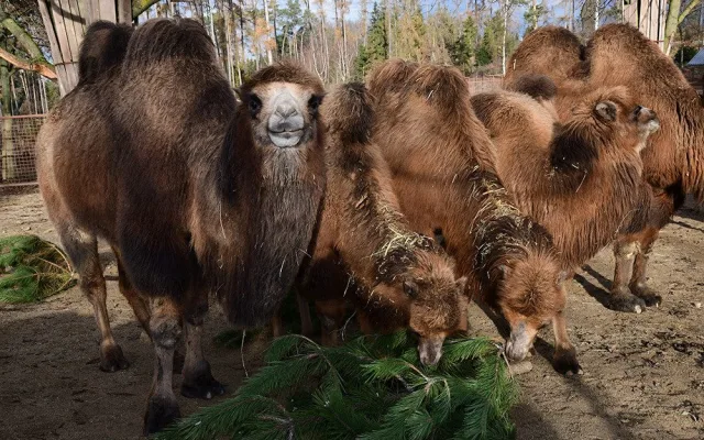 Roční náklady na krmiva v Zoo Olomouc stouply o milion korun