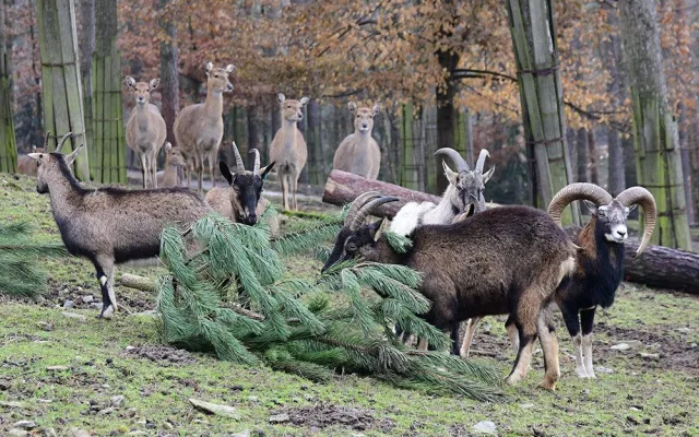 Roční náklady na krmiva v Zoo Olomouc stouply o milion korun