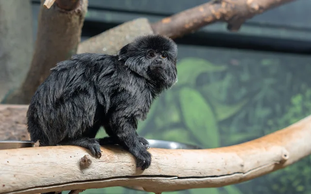 Nástupkyně rekordmanky. Zoo Olomouc sestavuje nový chovný pár opiček kalimiko