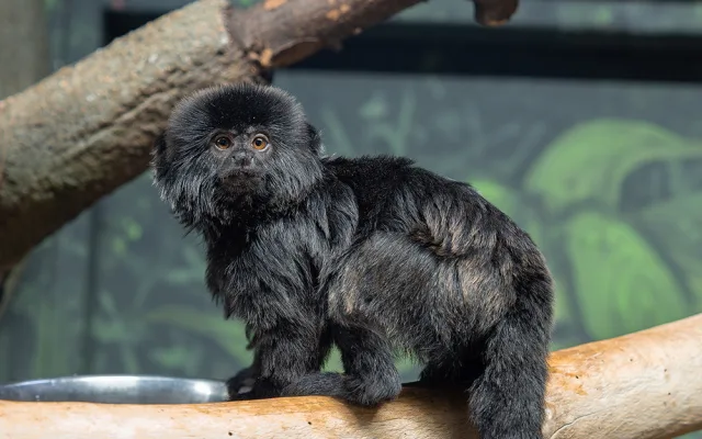 Nástupkyně rekordmanky. Zoo Olomouc sestavuje nový chovný pár opiček kalimiko