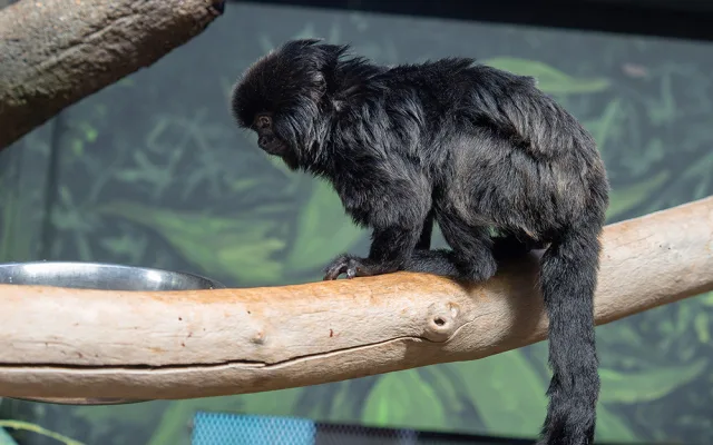 Nástupkyně rekordmanky. Zoo Olomouc sestavuje nový chovný pár opiček kalimiko