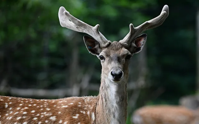 Zoo Olomouc rozšiřuje chov mimořádně vzácného daňka mezopotámského