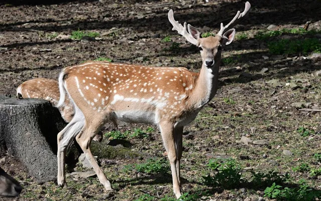 Zoo Olomouc rozšiřuje chov mimořádně vzácného daňka mezopotámského