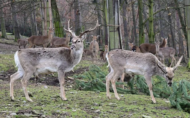 Zoo Olomouc rozšiřuje chov mimořádně vzácného daňka mezopotámského