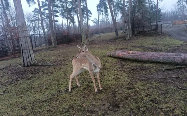 Zoo Olomouc rozšiřuje chov mimořádně vzácného daňka mezopotámského