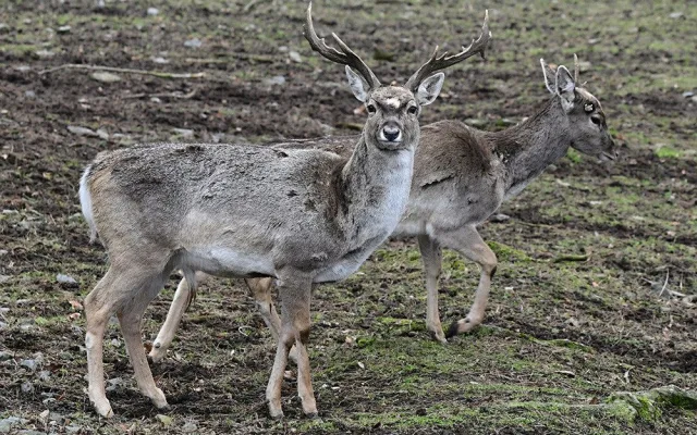 Zoo Olomouc rozšiřuje chov mimořádně vzácného daňka mezopotámského
